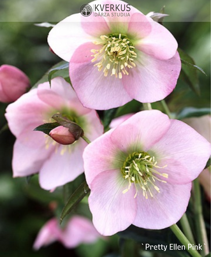 Sniega roze `Pretty Ellen Pink`