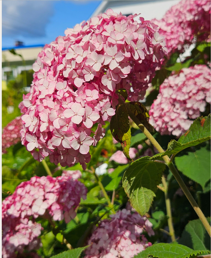 Mēslojums rododendriem/ hortenzijām