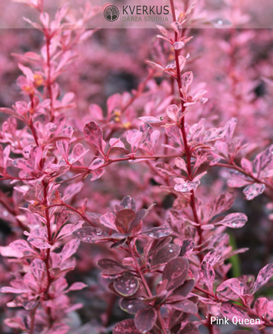 Bārbele Tunberga "Pink Queen"