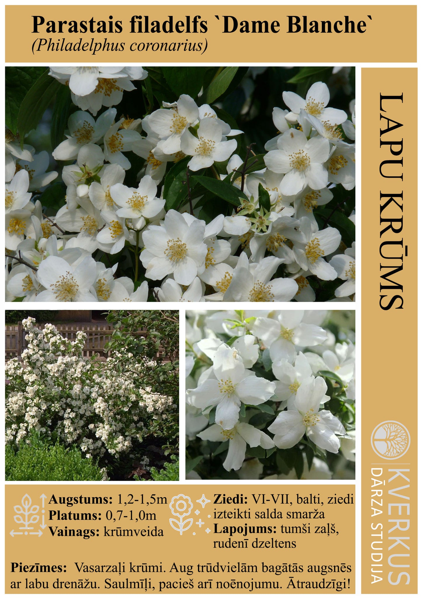 Filadelfs Parastais "Dame Blanche"