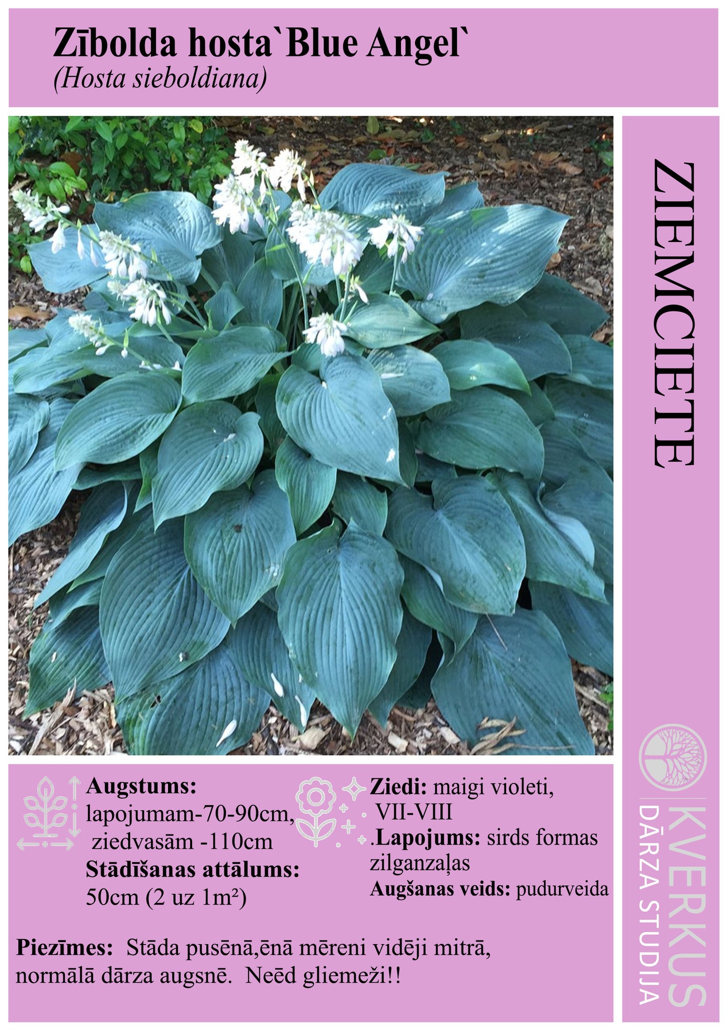 Hosta Zībolda "Blue Angel"