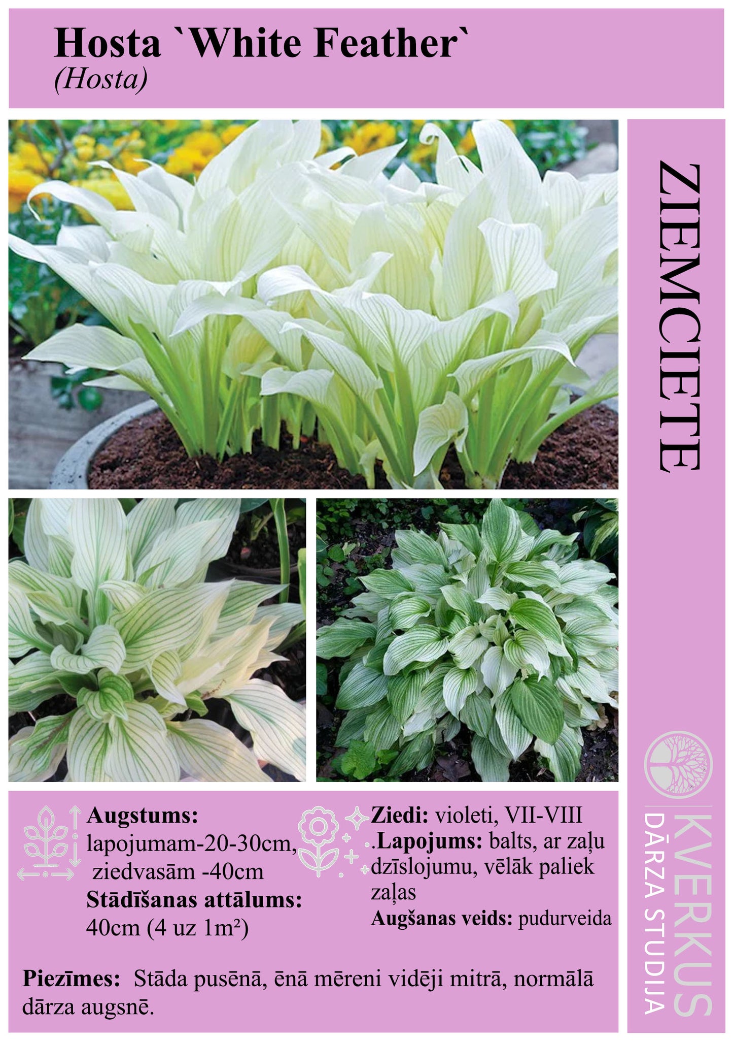 Hosta "White Feather"