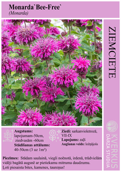 Monarda "Bee-Free"