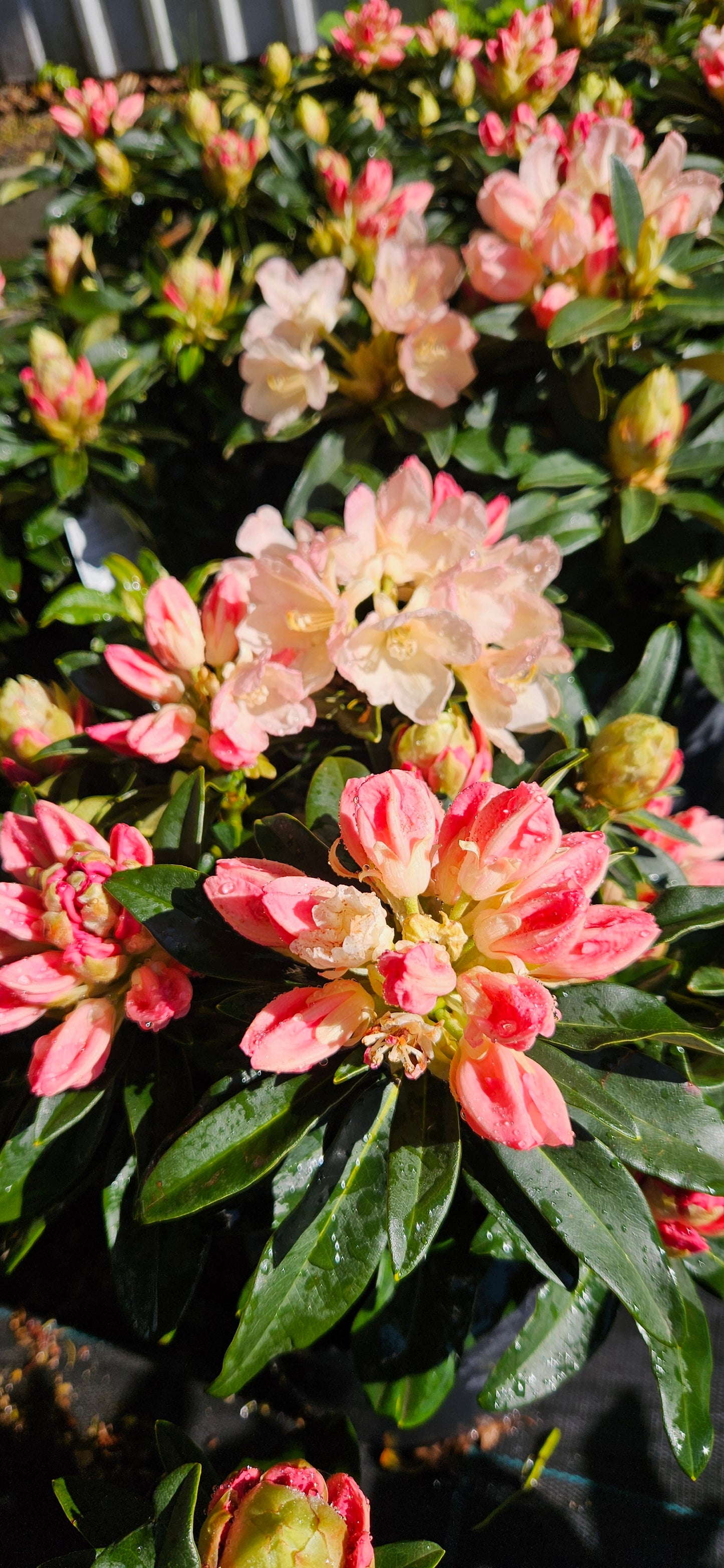 Rododendrs Mūžzaļais "Golden Torch"