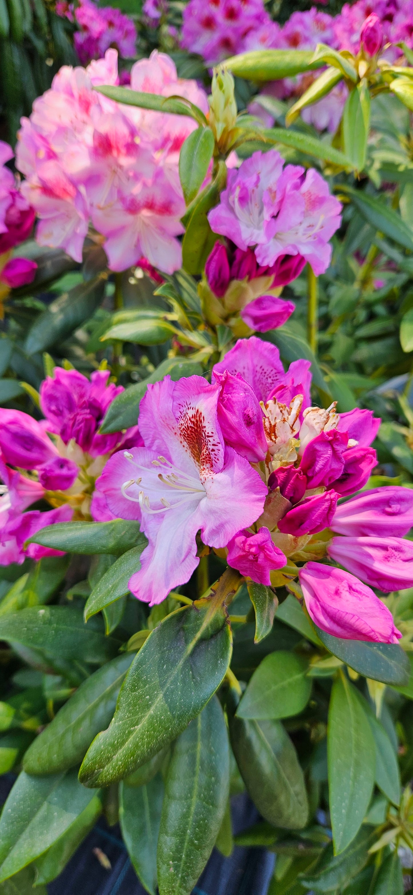 Rododendrs Mūžzaļais "Royal Violet"