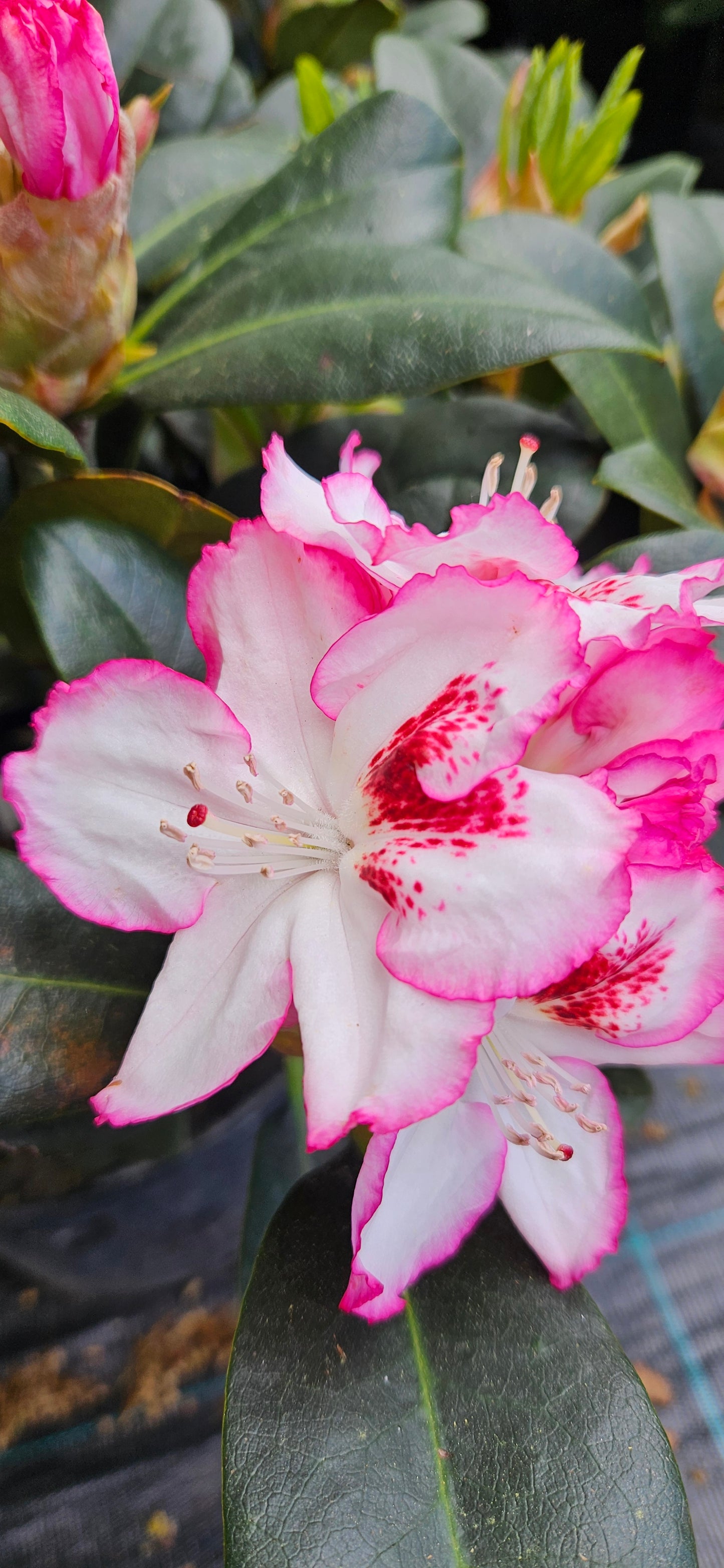 Rododendrs Mūžzaļais "Cherry Cheescake"