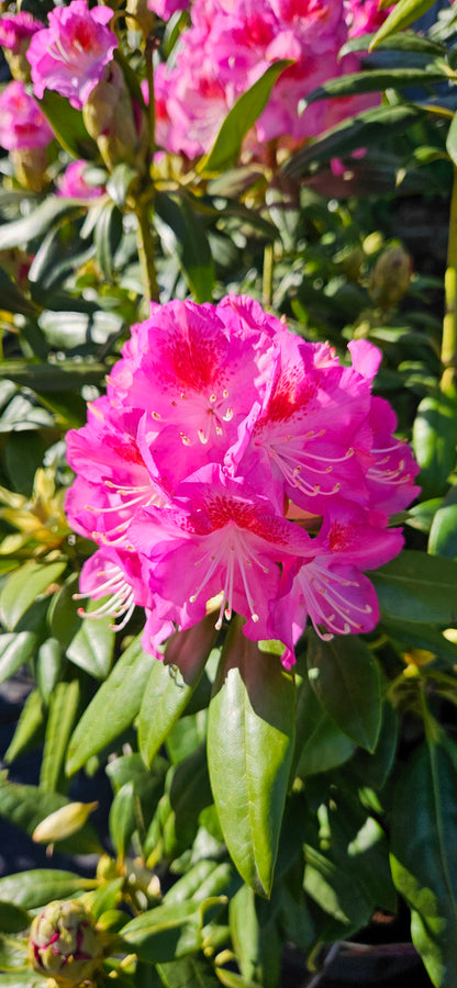 Rododendrs Mūžzaļais "Royal Violet"