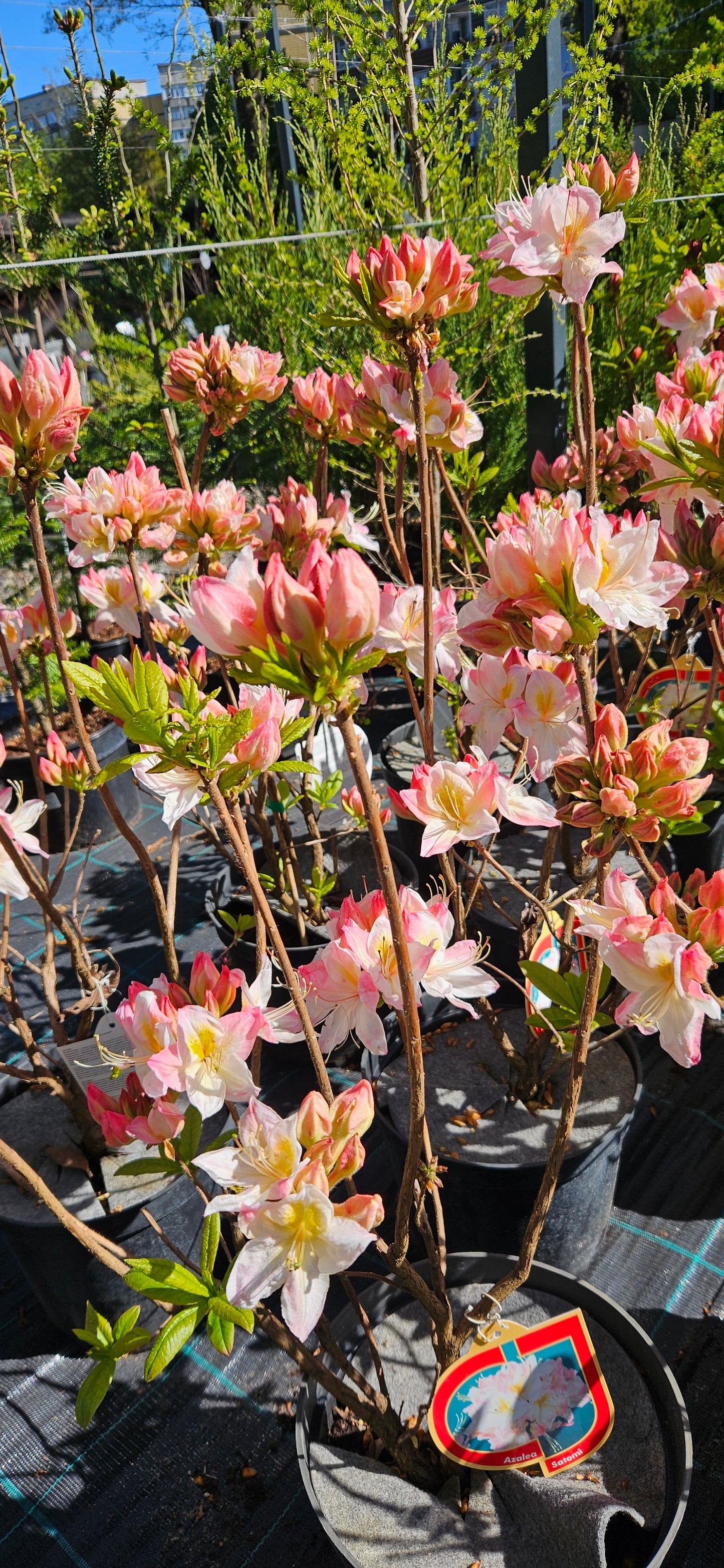 Rododendrs Vasarzaļais "Satomi"