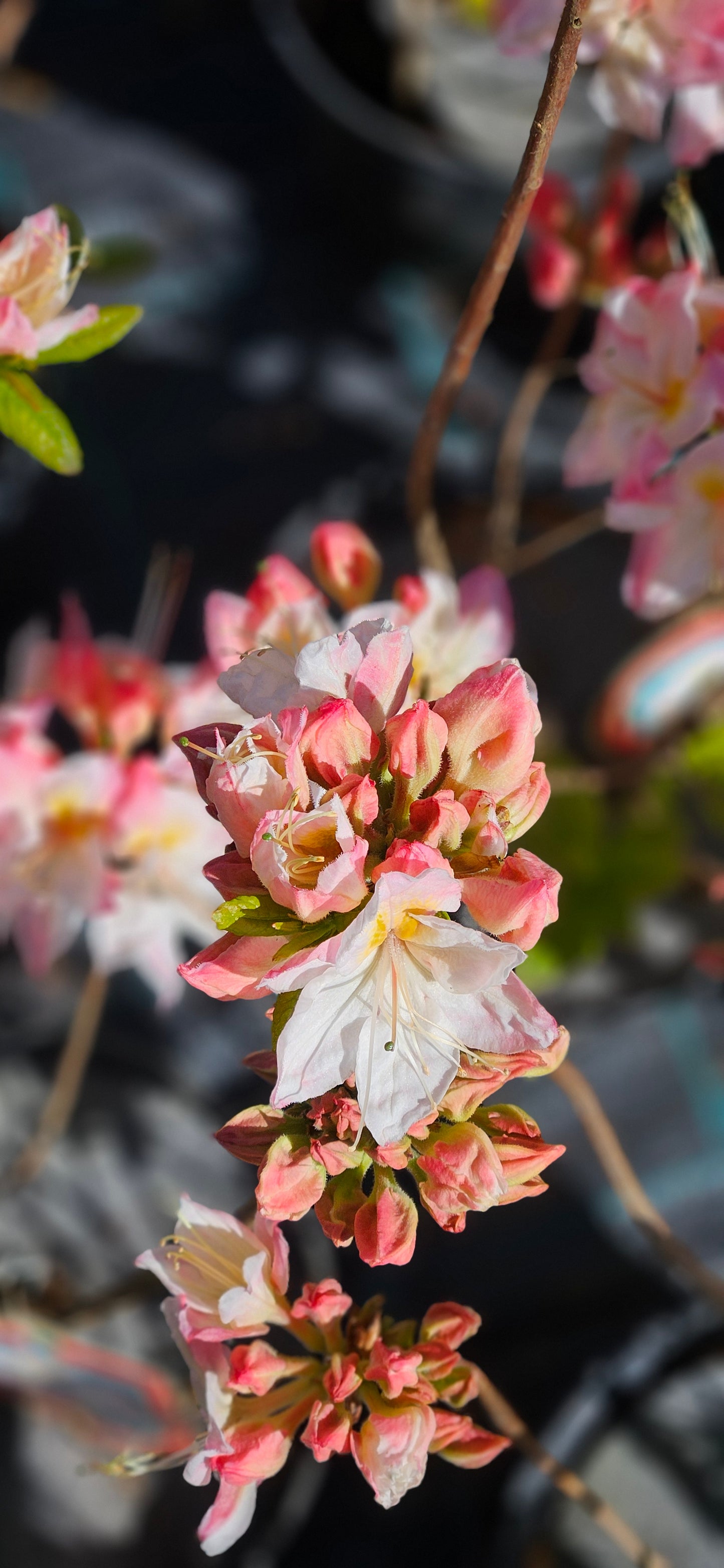 Rododendrs Vasarzaļais "Satomi"