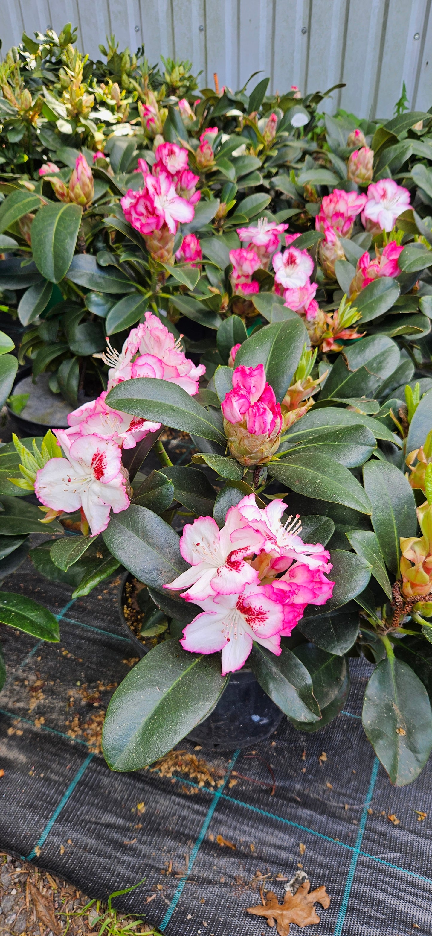 Rododendrs Mūžzaļais "Cherry Cheescake"