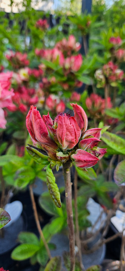 Rododendrs Vasarzaļais "Cecile"