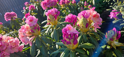 Rododendrs Mūžzaļais "Royal Violet"