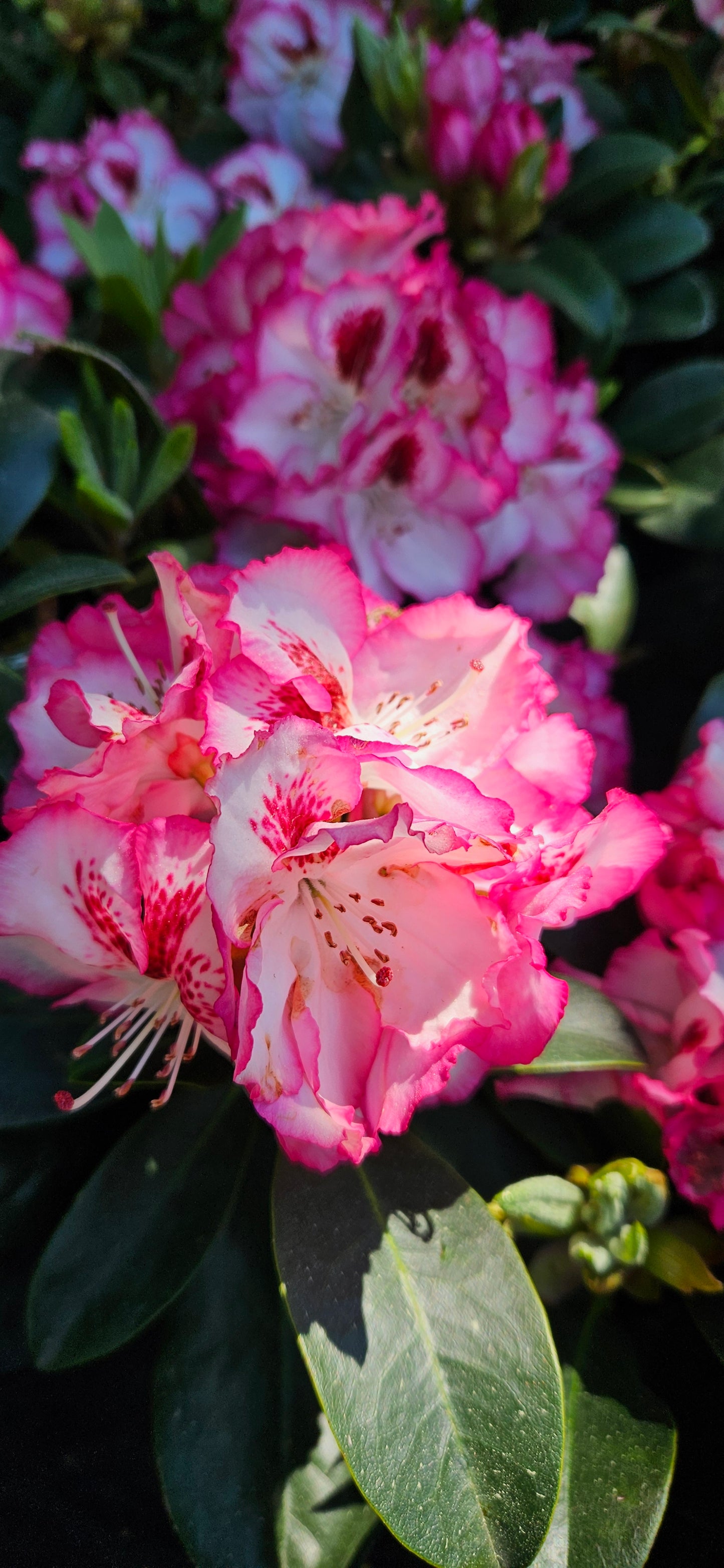 Rododendrs Mūžzaļais "Cherry Cheescake"