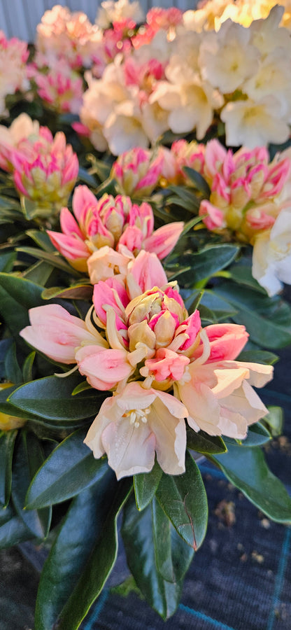 Rododendrs Mūžzaļais "Golden Torch"