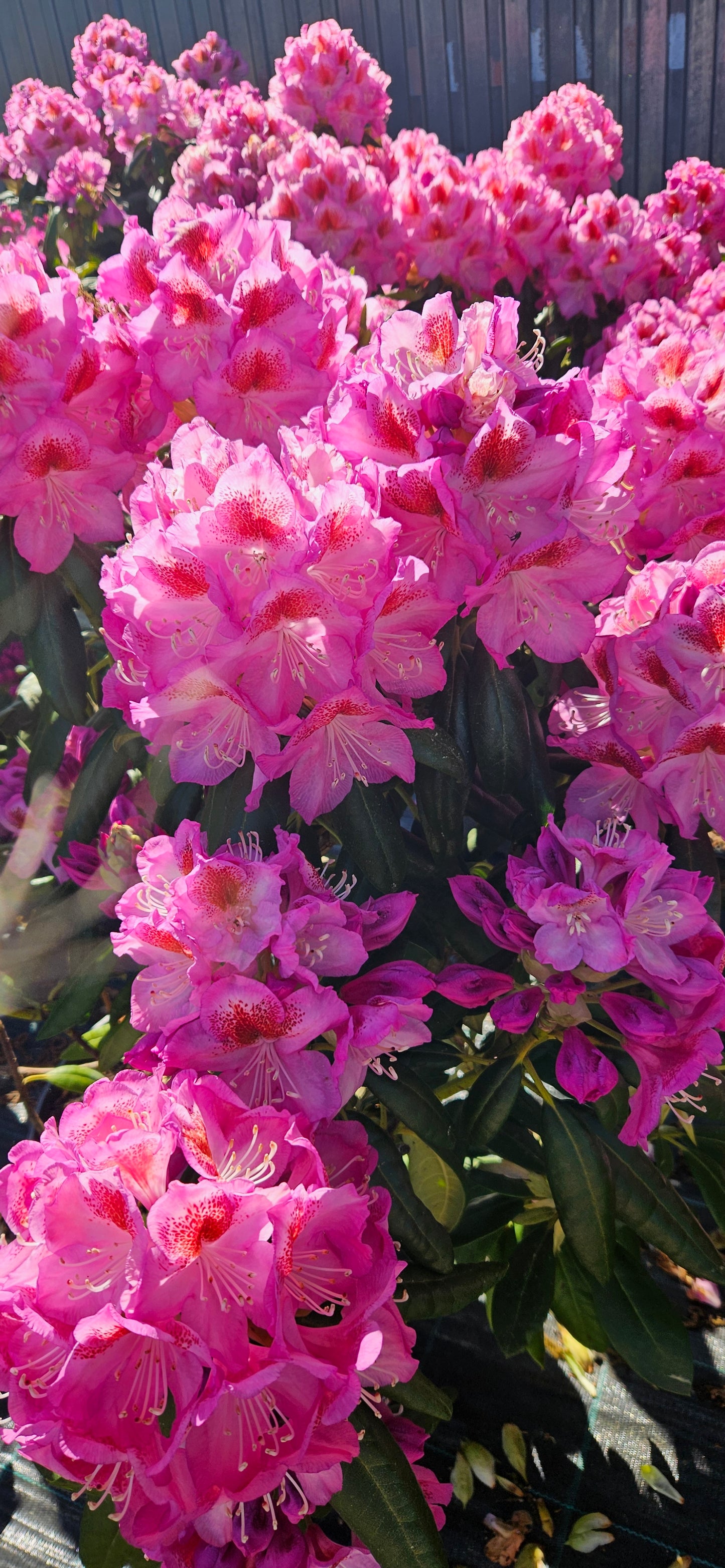 Rododendrs Mūžzaļais "Royal Violet"