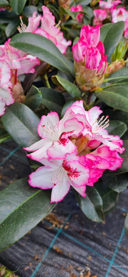 Rododendrs Mūžzaļais "Cherry Cheescake"