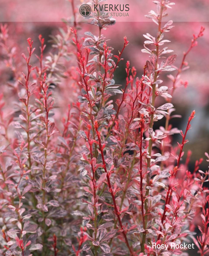 Bārbele Tunberga "Rosy Rocket"