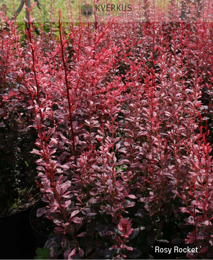 Bārbele Tunberga "Rosy Rocket"