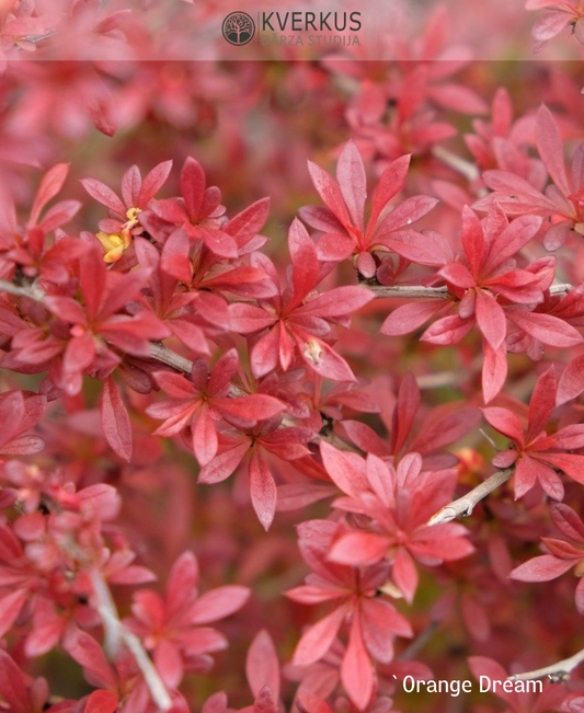 Bārbele Tunberga "Orange Dream"