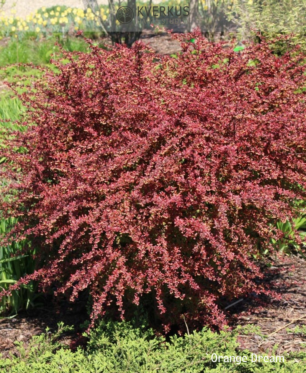 Bārbele Tunberga "Orange Dream"