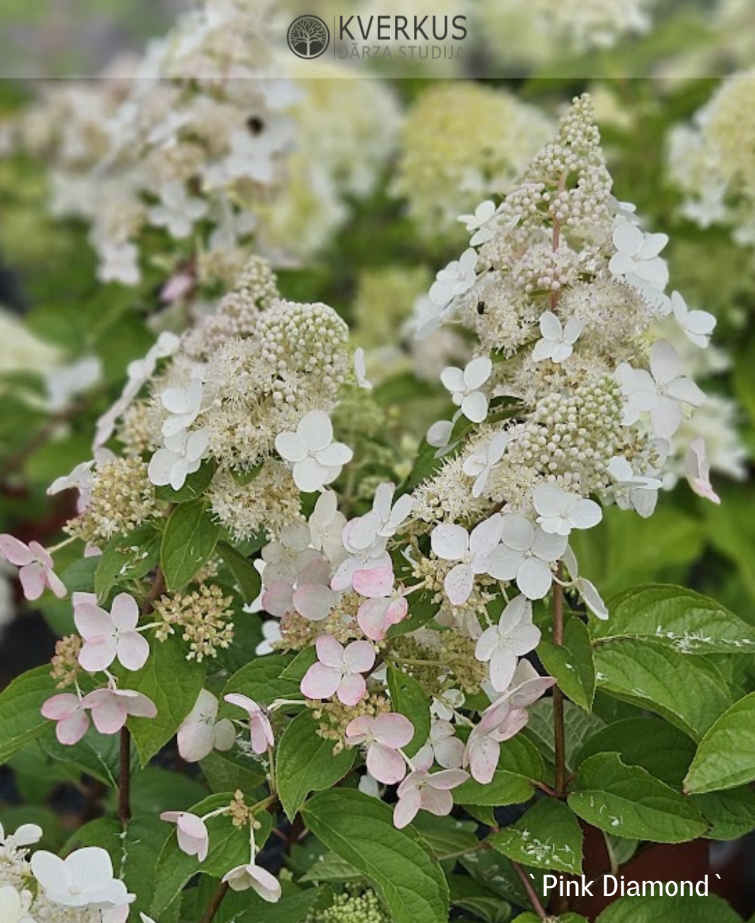 Hortenzija Skarainā "Pink Diamond"