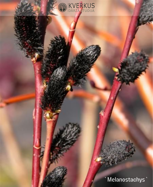 Kārkls Smalkirbuļu "Melanostachys"