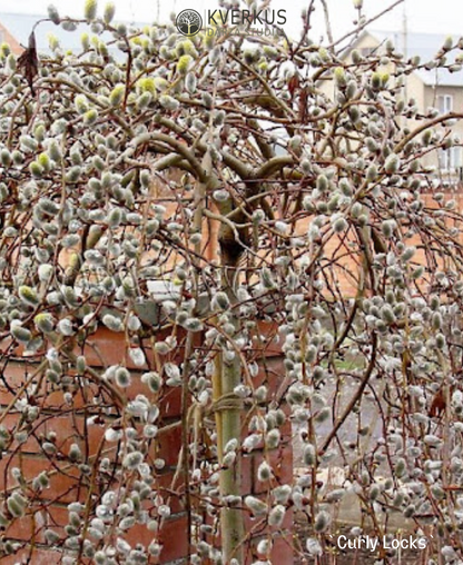 Pūpolvītols (blīgzna) ''Curly Locks''