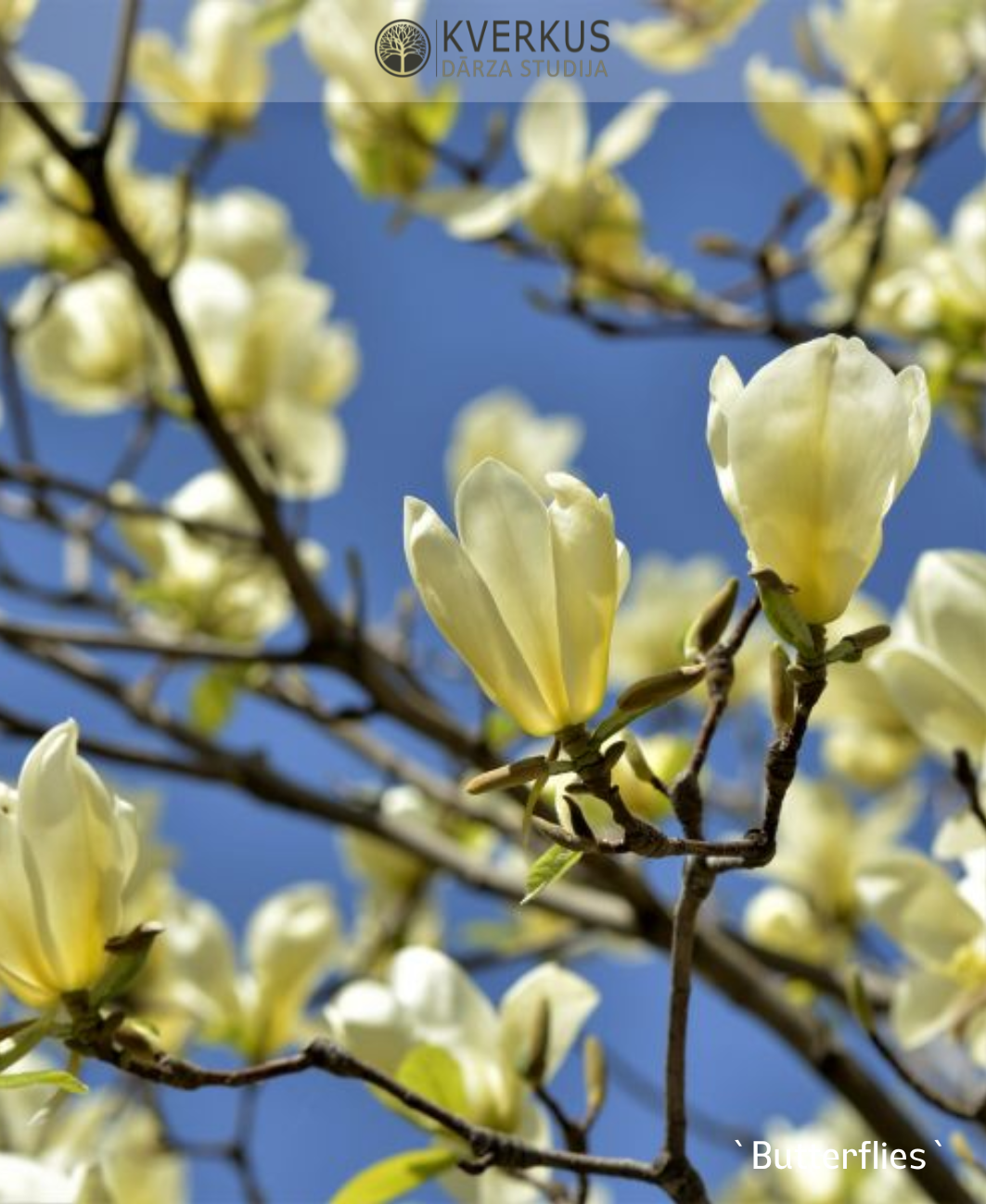 Magnolija Lilijziedu "Butterflies"