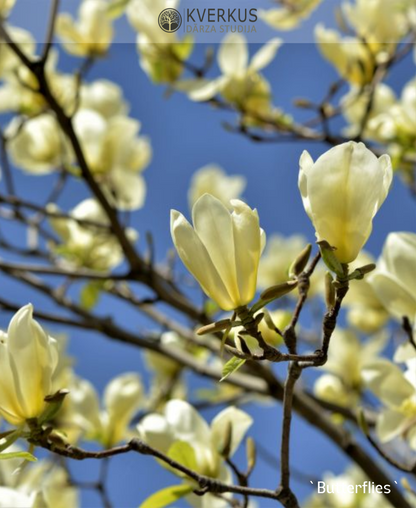 Magnolija Lilijziedu "Butterflies"