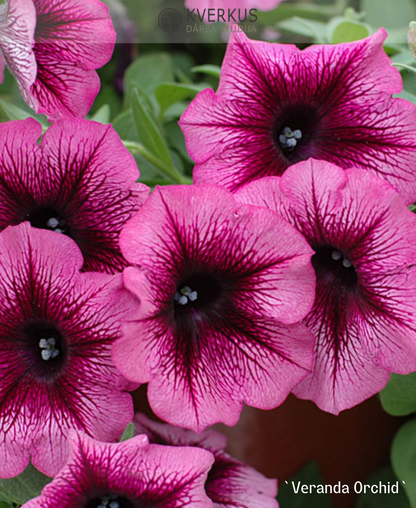 Petūnija `VERANDA ORCHID` (12 cm podiņā)