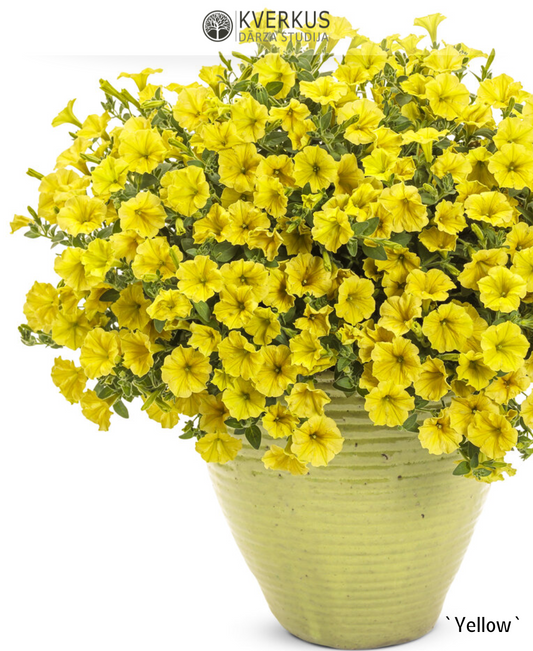 Petūnija MINI VISTA `YELLOW` (12 cm podiņā)