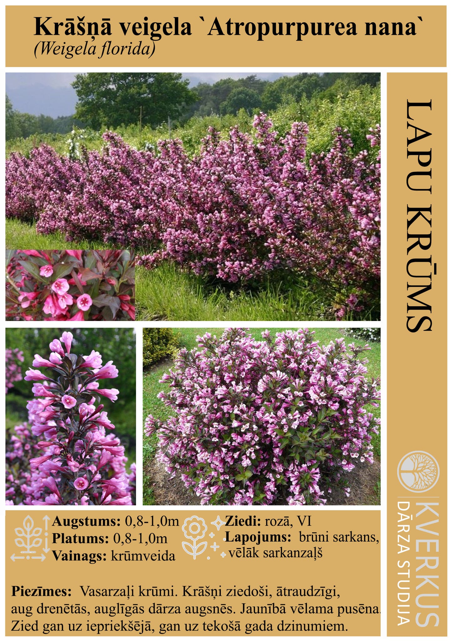 Veigela Krāšņā "Atropurpurea Nana"