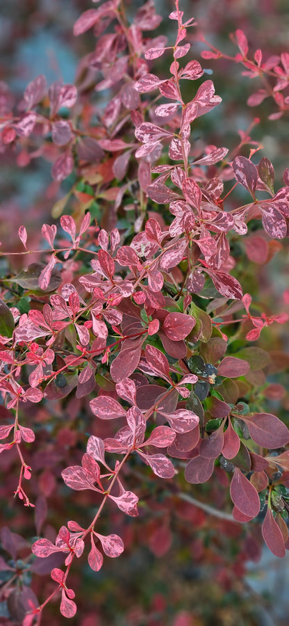 Bārbele Tunberga "Rose Glow"