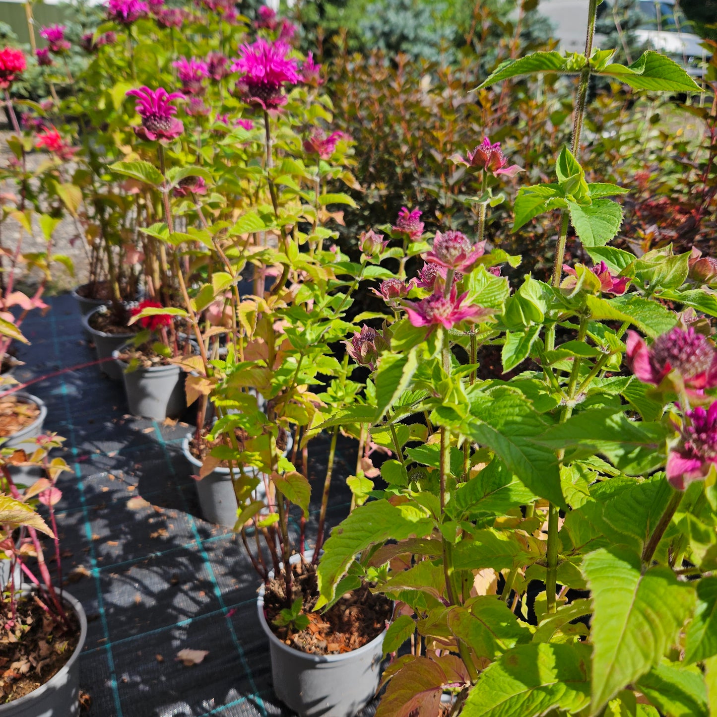 Monarda "Bee-Free"