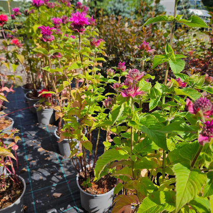 Monarda "Bee-Free"